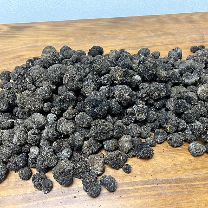 Black burgundy truffles spread on a wooden table