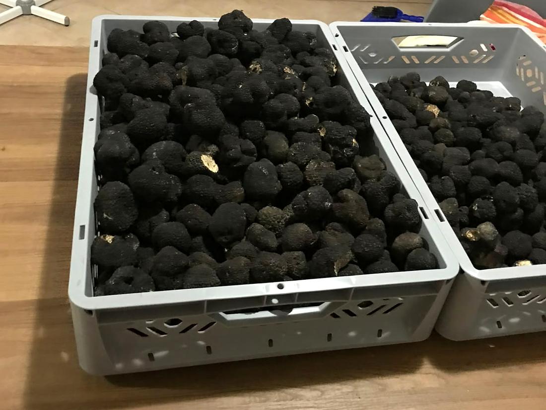 Vented crates full of summer truffles