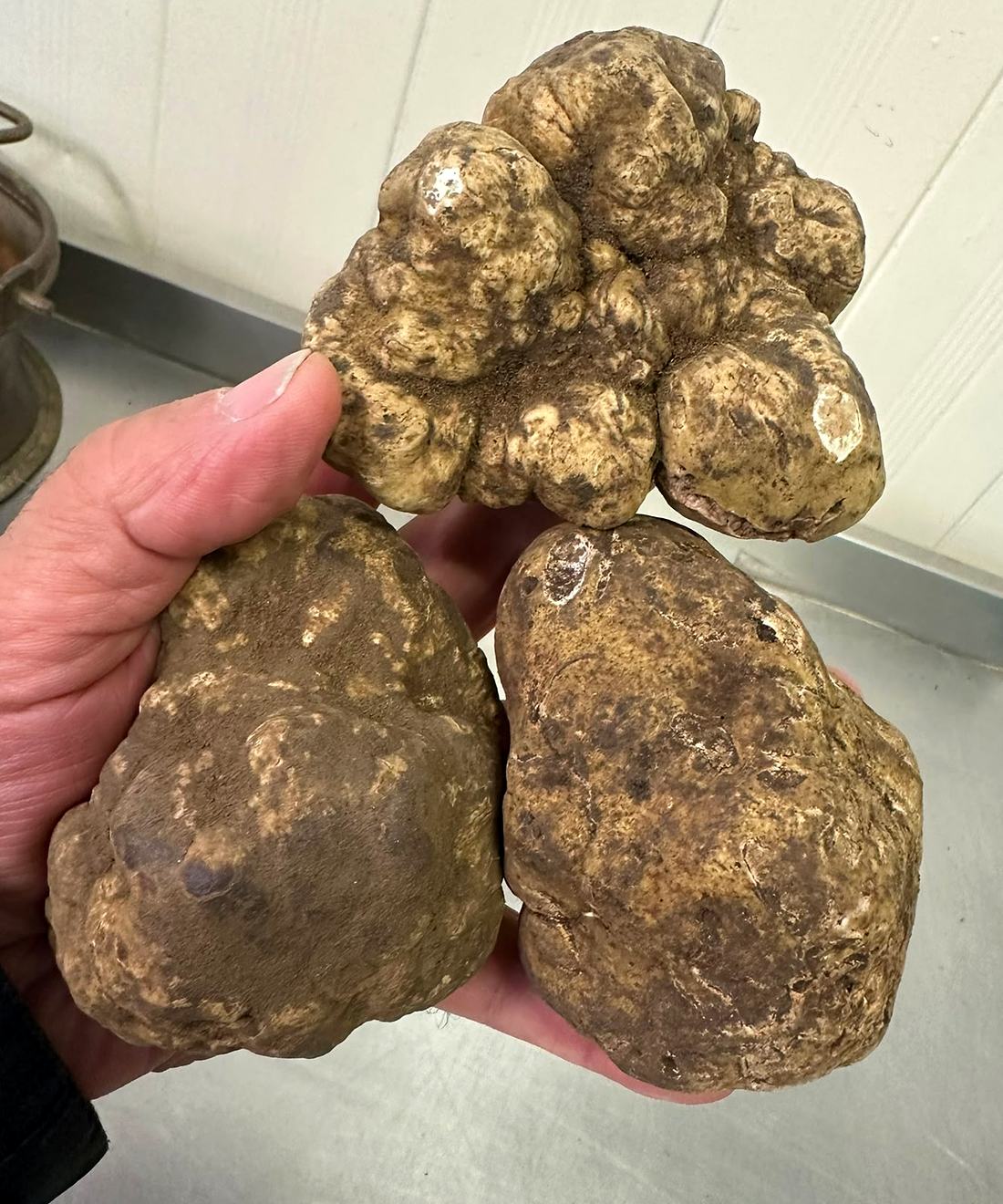 Three large white truffles held in one hand in the sorting room