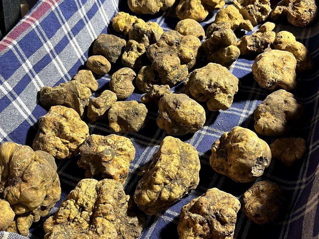 A crate of freshly harvested white truffles on the sorting table