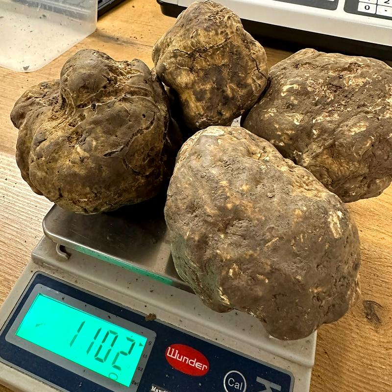 Three white truffles on a scale showing 1102 grams