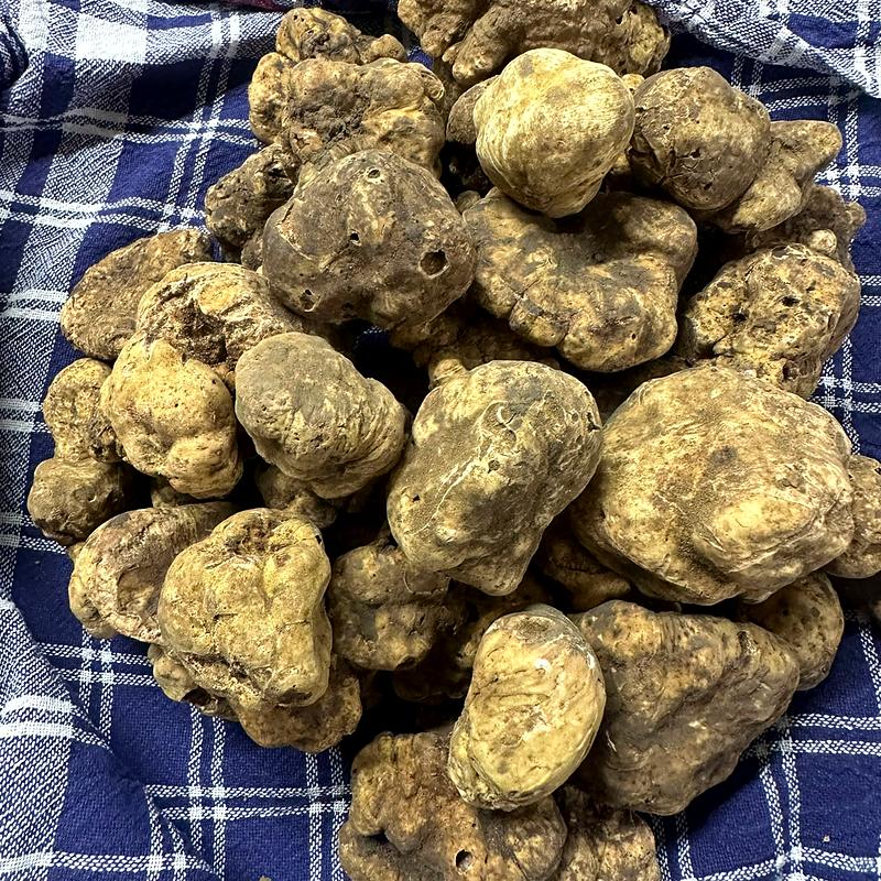 A pile of freshly sorted white truffles
